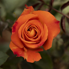 Fresh Roses - Premium Fresh Ecuador Rose Bunch 10 Nexus (50cm)