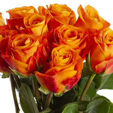 Premium Fresh Ecuador Rose Bunch 10 Nexus (50cm)