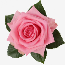 Fresh Roses - Premium Fresh Ecuador Rose Bunch 10 Opala (50cm)