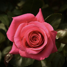 Fresh Roses - Premium Fresh Ecuador Rose Bunch 10 Pink Floyd (50cm)