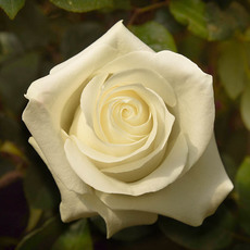 Fresh Roses - Premium Fresh Ecuador Rose Bunch 10 Assorted Colours (50cm)