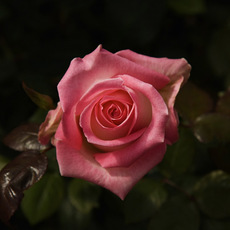 Fresh Roses - Premium Fresh Ecuador Rose Bunch 10 Rossini (50cm)