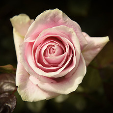 Fresh Roses - Premium Fresh Ecuador Rose Bunch 10 Rosita Vendela (50cm)