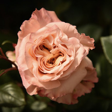 Fresh Roses - Premium Fresh Ecuador Rose Bunch 10 Shimmer (50cm)