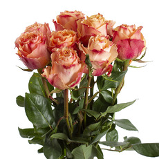 Premium Fresh Ecuador Rose Bunch 10 Shimmer (50cm)
