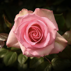 Fresh Roses - Premium Fresh Ecuador Rose Bunch 10 Sweet Unique (50cm)