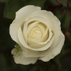 Fresh Roses - Premium Fresh Ecuador Rose Bunch 10 Tibet (50cm)