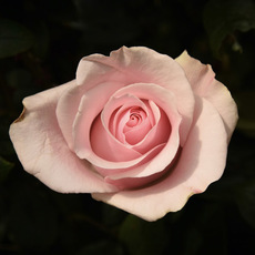Fresh Roses - Premium Fresh Ecuador Rose Bunch 10 Titanic (50cm)