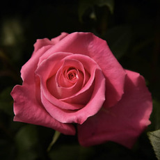 Fresh Roses - Premium Fresh Ecuador Rose Bunch 10 Topaz (50cm)