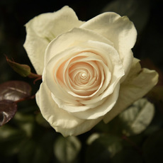 Fresh Roses - Premium Fresh Ecuador Rose Bunch 10 Vendela (50cm)
