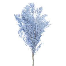 Dried & Preserved Ferns - Preserved Dried Ming Fern Bunch 85-90g Gradation Blue