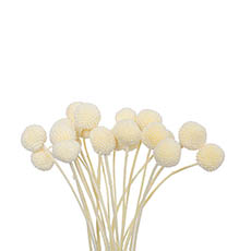Other Dried & Preserved Flowers - Preserved Dried Billy Button Bunch 20 Stems Champagne