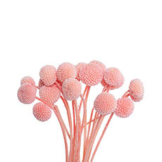 Other Dried & Preserved Flowers - Preserved Dried Billy Button Bunch 20 Stems Soft Pink
