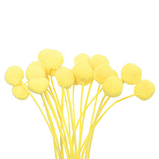 Other Dried & Preserved Flowers - Preserved Dried Billy Button Bunch 20 Stems Yellow