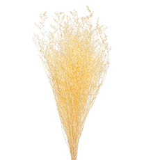 Other Dried & Preserved Flowers - Preserved Dried Sea Lavender Bunch 100g Champagne