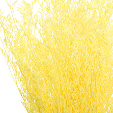 Preserved Dried Sea Lavender Bunch 100g Yellow