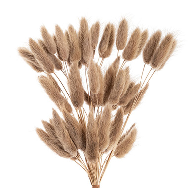  - Preserved Dried Bunny Tail Bunch 60 Natural Brown