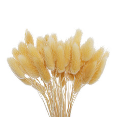 Dried & Preserved Bunny Tails - Preserved Dried Bunny Tail Bunch 60 Champagne