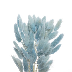 Dried & Preserved Bunny Tails - Preserved Dried Bunny Tail Bunch 60 Ice Blue