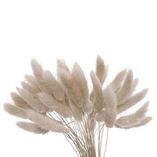Dried & Preserved Bunny Tails - Preserved Dried Bunny Tail Bunch 60 Natural Beige