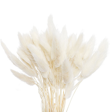 Dried & Preserved Bunny Tails - Preserved Dried Bunny Tail Bunch 60 Off White