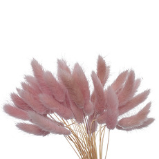 Dried & Preserved Bunny Tails - Preserved Dried Bunny Tail Bunch 60 Dusty Pink