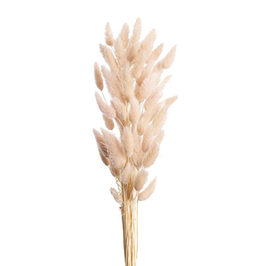 Preserved Dried Bunny Tail Bunch 60 Soft Almond