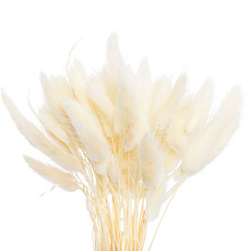 Dried & Preserved Bunny Tails - Preserved Dried Bunny Tail Bunch 60 White