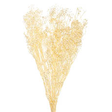 Dried & Preserved Babys Breath - Preserved Dried Babys Breath Bunch 110g Champagne