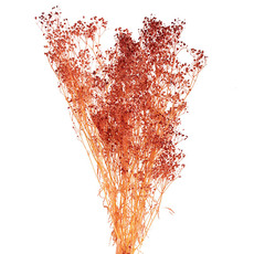Dried & Preserved Babys Breath - Preserved Dried Babys Breath Bunch 110g Dusty Pink