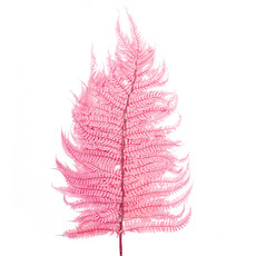 Dried & Preserved Ferns - Preserved Dried Leatherleaf Fern 5 Stems Dusty Pink