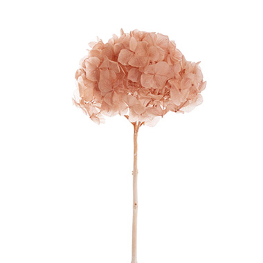 Preserved Dried Large Petal Hydrangea Stem Dusty Pink