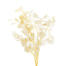 Other Dried & Preserved Flowers - Preserved Dried Apple Leaf Honesty 3 Stems Cream