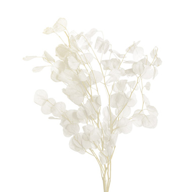 Other Dried & Preserved Flowers - Preserved Dried Apple Leaf Honesty 3 Stems Off White