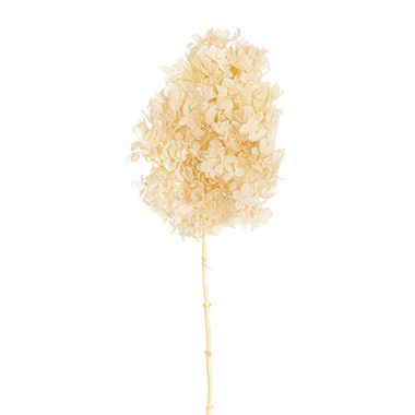 Preserved Dried Tower Hydrangea Stem Champagne