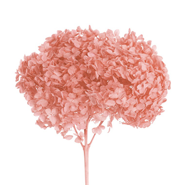 Dried & Preserved Hydrangeas - Preserved Dried XLge Anna Hydrangea Stem Coral Pink