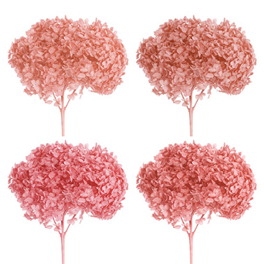 Preserved Dried XLge Anna Hydrangea Stem Coral Pink