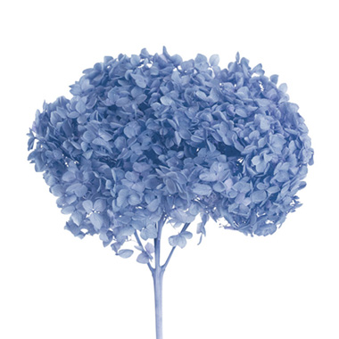 Dried & Preserved Hydrangeas - Preserved Dried XLge Anna Hydrangea Stem Light Blue