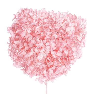  - Preserved Dried XLge Anna Hydrangea Stem Light Pink