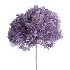 Dried & Preserved Hydrangeas - Preserved Dried XLge Anna Hydrangea Stem Gradation Violet