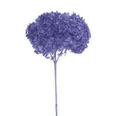 Preserved Dried XLge Anna Hydrangea Stem Violet Blue
