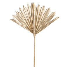 Dried & Preserved Palm Leaves - Preserved Dried Sun Cut Palm Leaf Metallic Gold (40-45cmH)