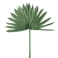 Dried & Preserved Palm Leaves - Preserved Dried Sun Cut Palm Leaf Forest Green (40-45cmH)
