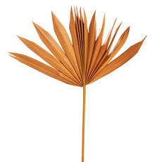 Dried & Preserved Palm Leaves - Preserved Dried Sun Cut Palm Leaf Rustic Orange (40-45cmH)