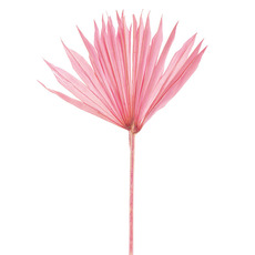 Dried & Preserved Palm Leaves - Preserved Dried Sun Cut Palm Leaf Pink (40-45cmL)