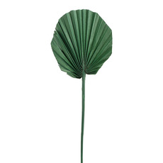 Dried & Preserved Palm Leaves - Preserved Dried Round Cut Palm Leaf Forest Green (40-45cmH)