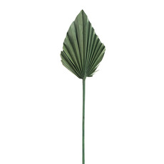 Dried & Preserved Palm Leaves - Preserved Dried Palm Spear Leaf Forest Green (45-50cmH)
