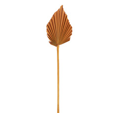 Dried & Preserved Palm Leaves - Preserved Dried Palm Spear Leaf Rustic Orange (45-50cmH)