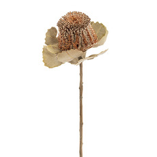 Other Dried & Preserved Flowers - Preserved Dried Banksia Natural Brown (41cmH)