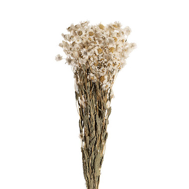 Dried Flowers - Preserved Dried Daisy White (55cmH)